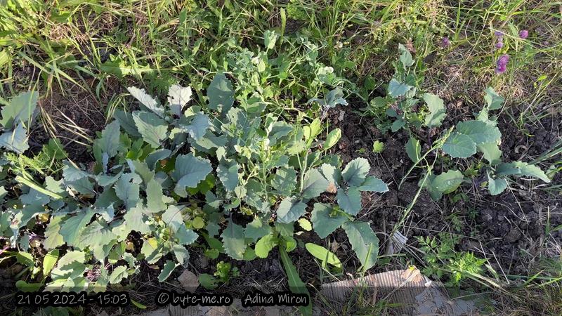 Gulii si mazare in stratul cu sparanghel